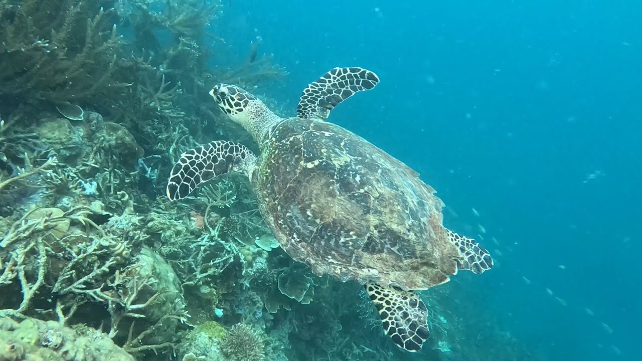Diving in the Philippines | Sea Life & Ship Wrecks
