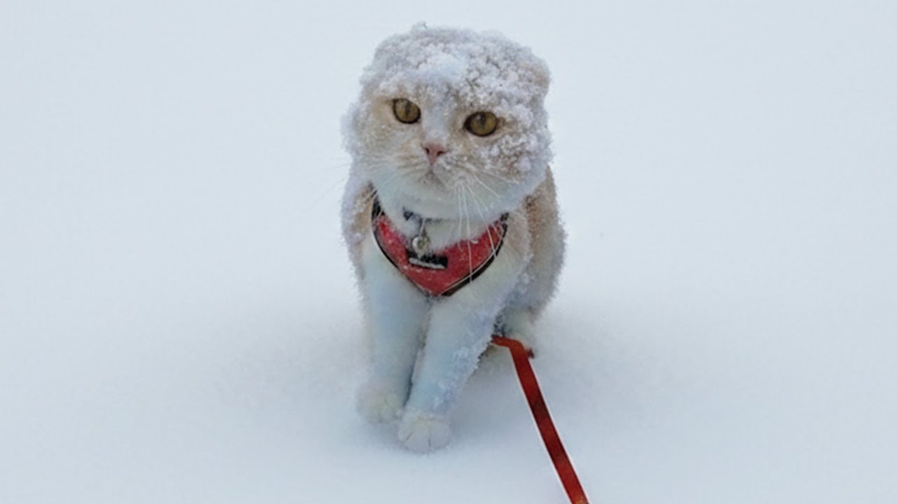 大雪で困ってます...