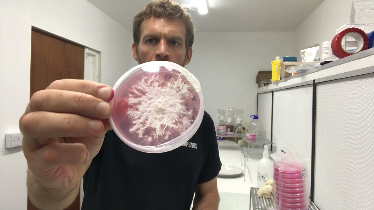 What is Mycelium Mother Culture? Why it's Important.