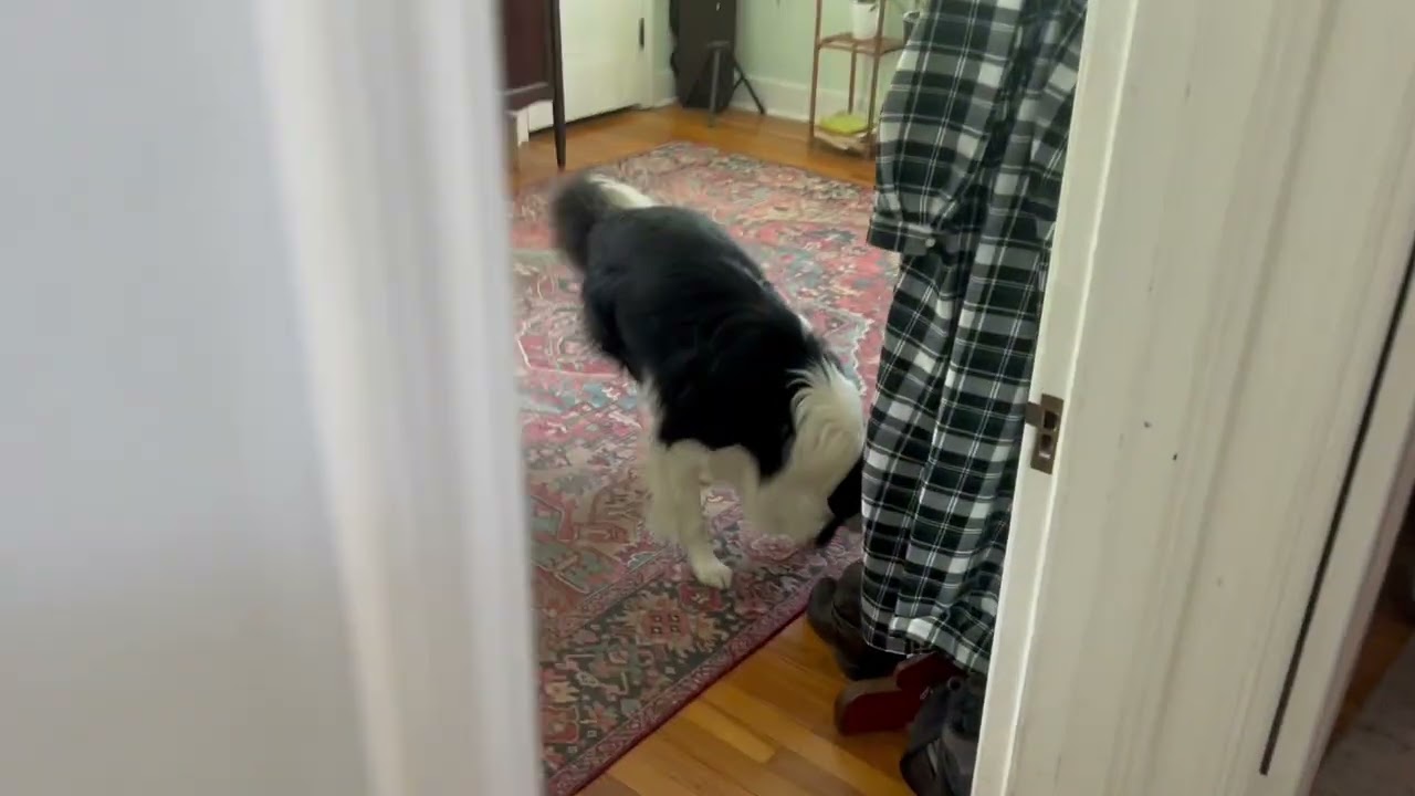More Scent Work with Ziggy