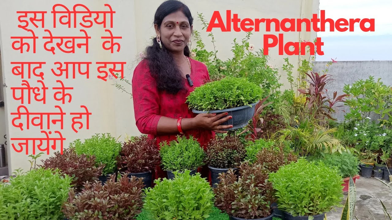 Best Border Plant | Alternanthera Plant | Evergreen | Propagation & Care | Gardening with Seema