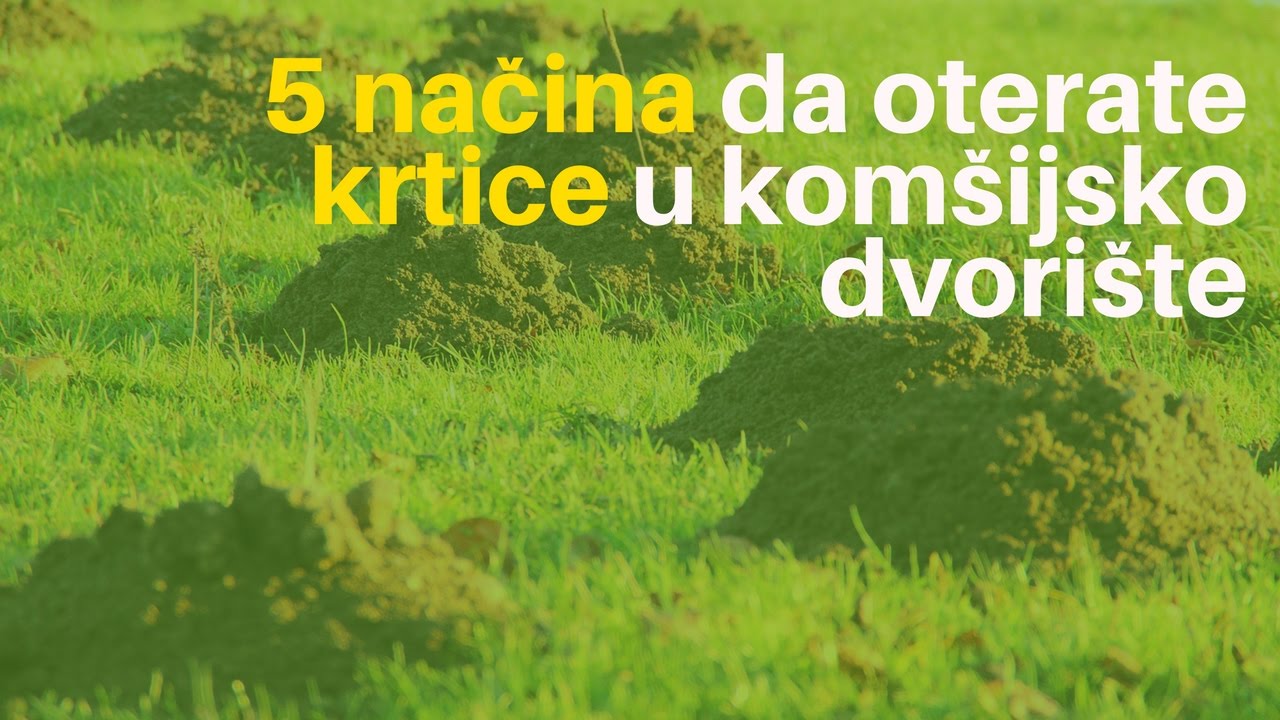 5 Načina Da Oterate Krtice u Komšijsko Dvorište | Agromedia Savet