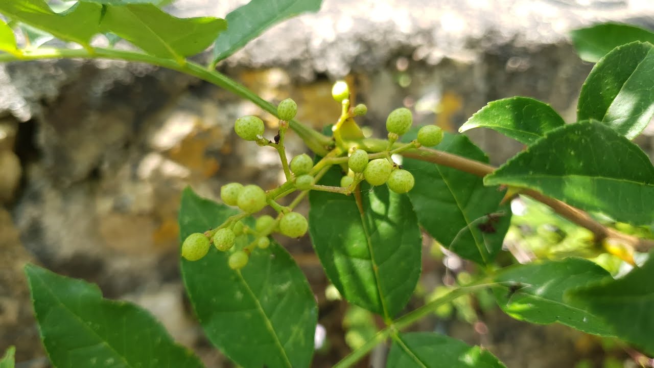 Growing a Szechuan Pepper Tree in the UK - It's full of little peppery berries!!
