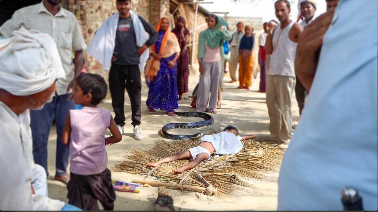 गरीब के घर टूटा दुखों का पहाड़|जहरीला साँप काटने से 3 साल की बच्ची की मौत|परिजनों का बुरा हाल!