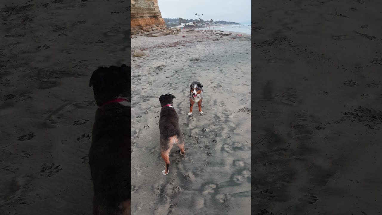 Dogs first time at the beach - Sophie and Finn having a blast at Del Mar Dog Beach
