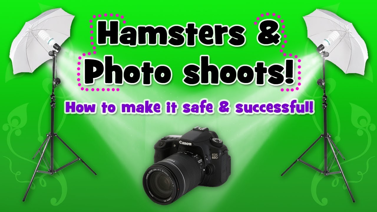 How to: Photo shoot with your hamster