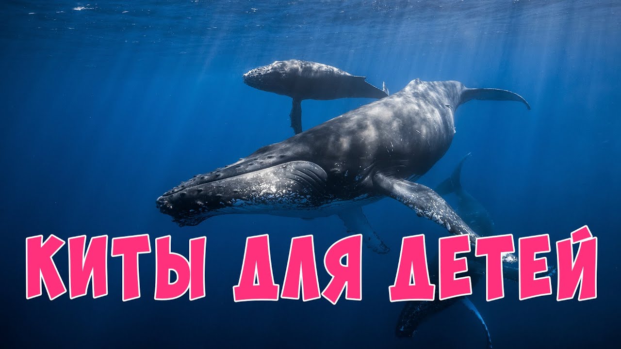 Киты для детей | Развивающие видео для детей | Карточки Домана