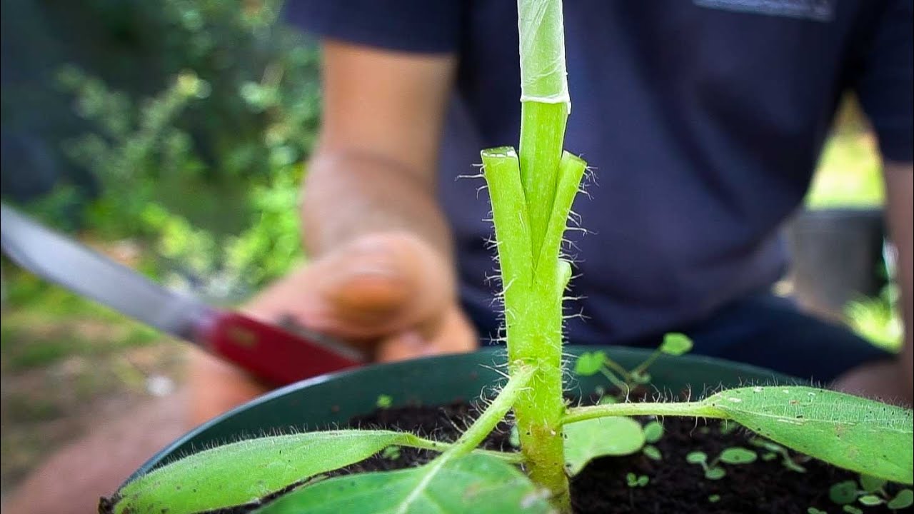 Grafting Solanaceous Crops like Eggplant and Tree Tomato for Nematode RESISTANCE @ HEART Village