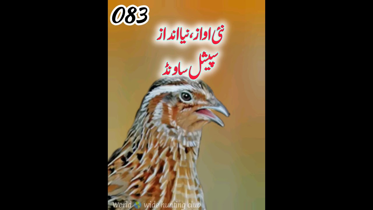 بٹیروں کی بارش ہوگی ۔اگر یہ کیسٹ آواز تم نے لگایا ۔ایک بار ضرور آزمائیں اور دیکھیں شکریہ 👌💯🔊💪