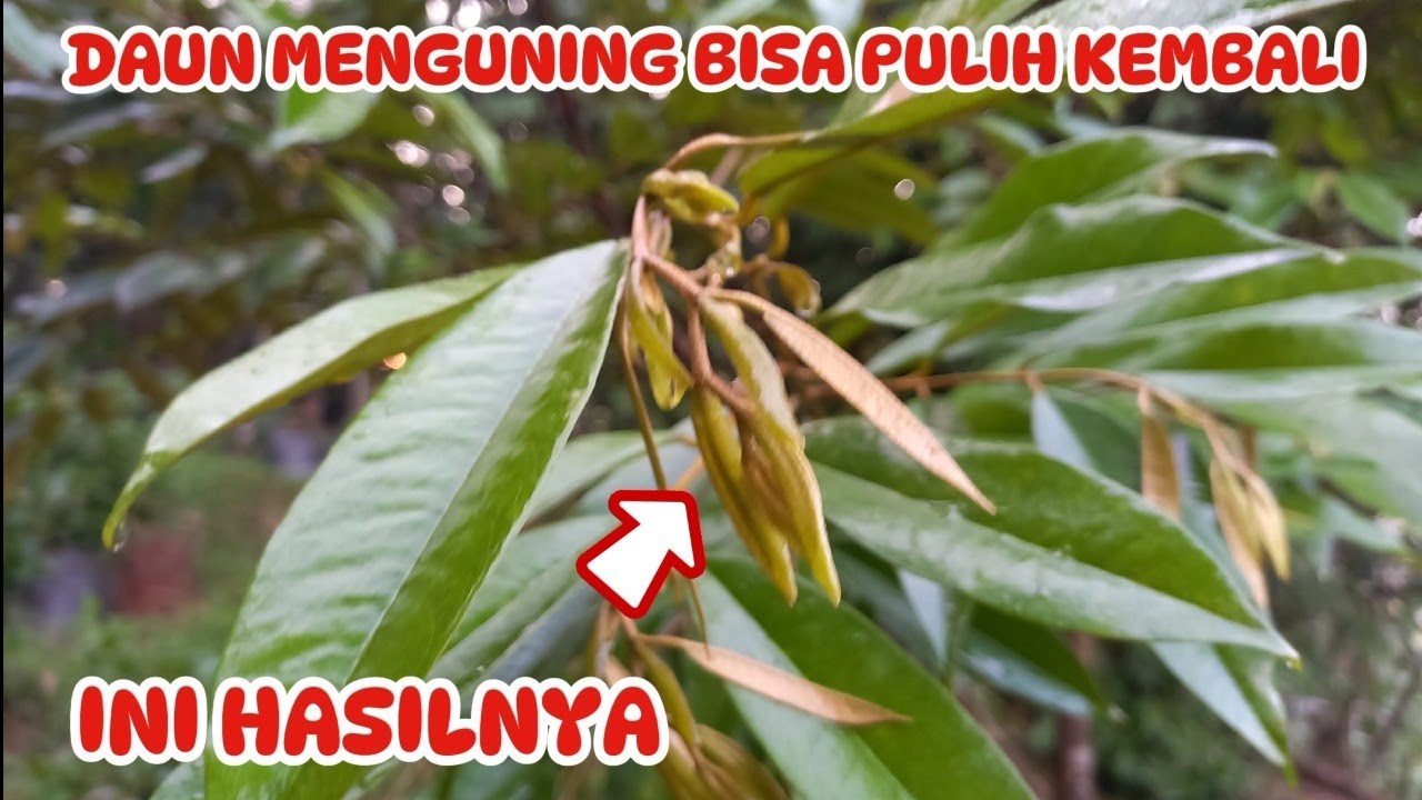 CARA MENGATASI POHON DURIAN YANG DAUNNYA MENGUNING DAN MATI PUCUK