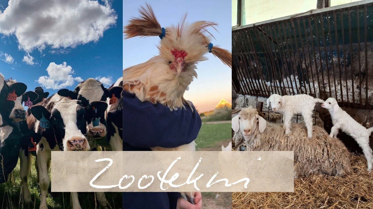 Uludağ Üniversitesi Ziraat Fakültesi Zootekni Bölümü Tanıtım👩‍🌾👨‍🌾 Ziraat Mühendisliği 