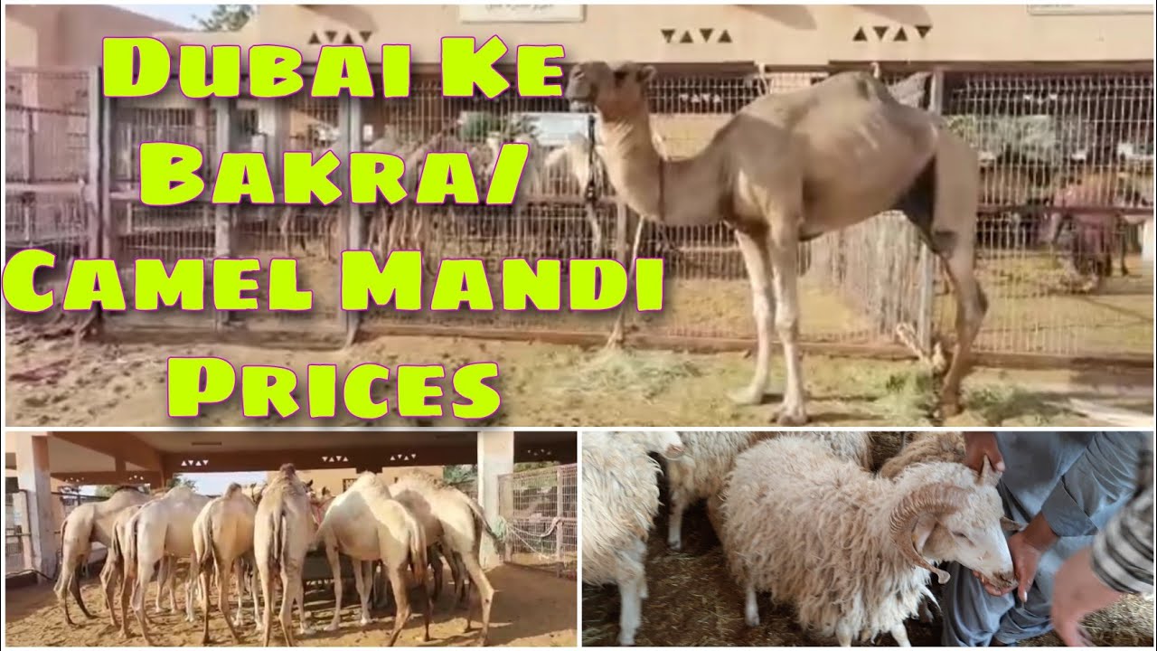 Dubai Eid Al Adha 2021💥 Dubai Cattle Market 🐪🐏🐄 Camel / Goat Price 🇦🇪 Bakra Mandi in Dubai