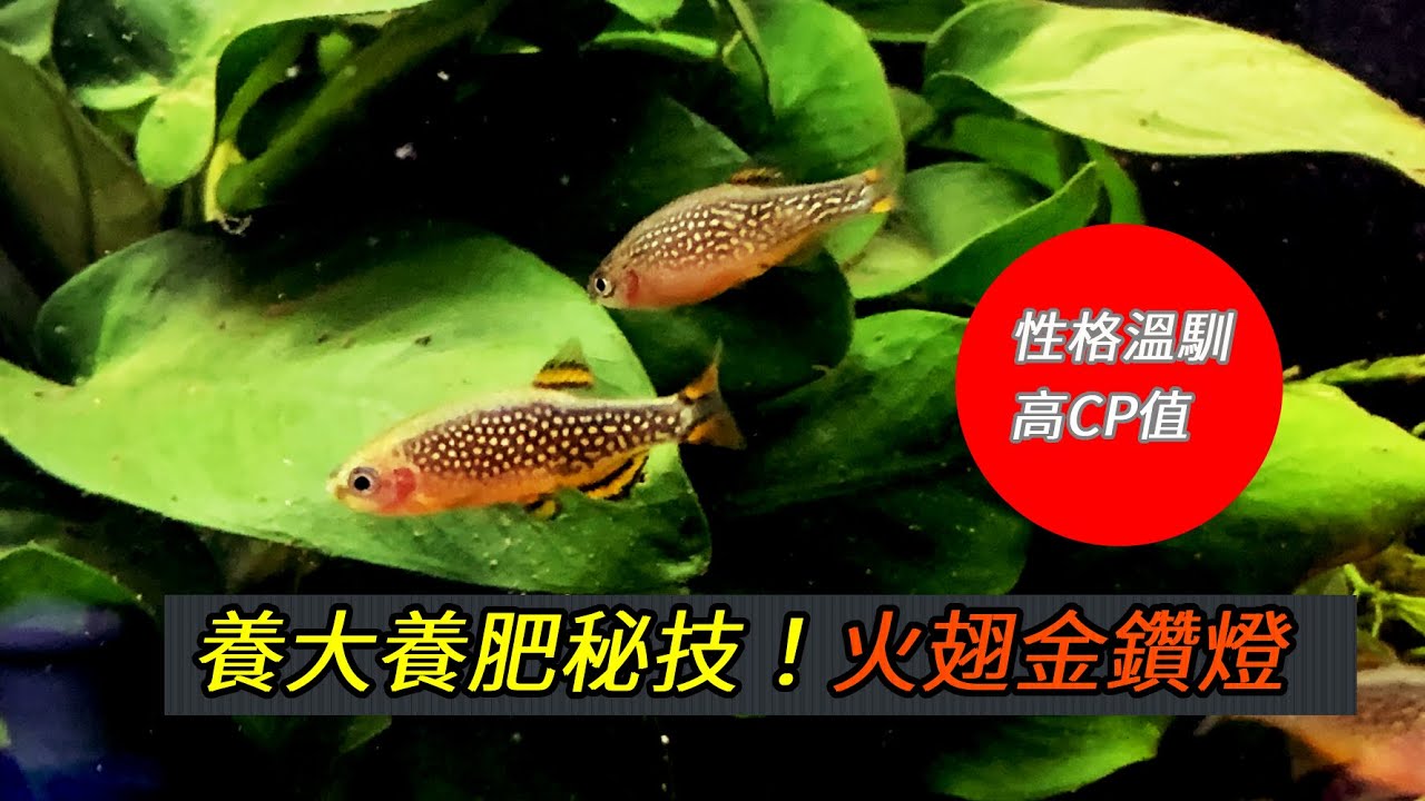 5分鐘學懂 I 輕鬆養肥草缸主角 I 火翅金鑽燈