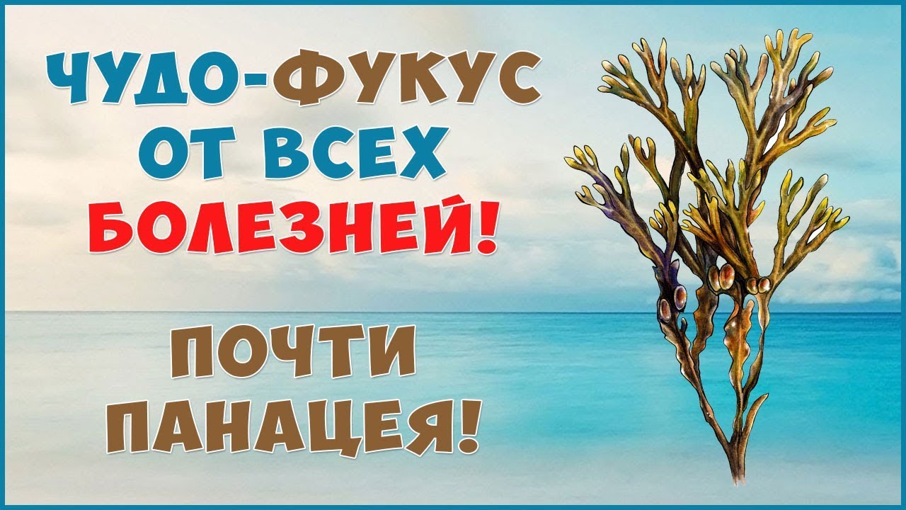Фукус. Чудо - водоросль от всех болезней!