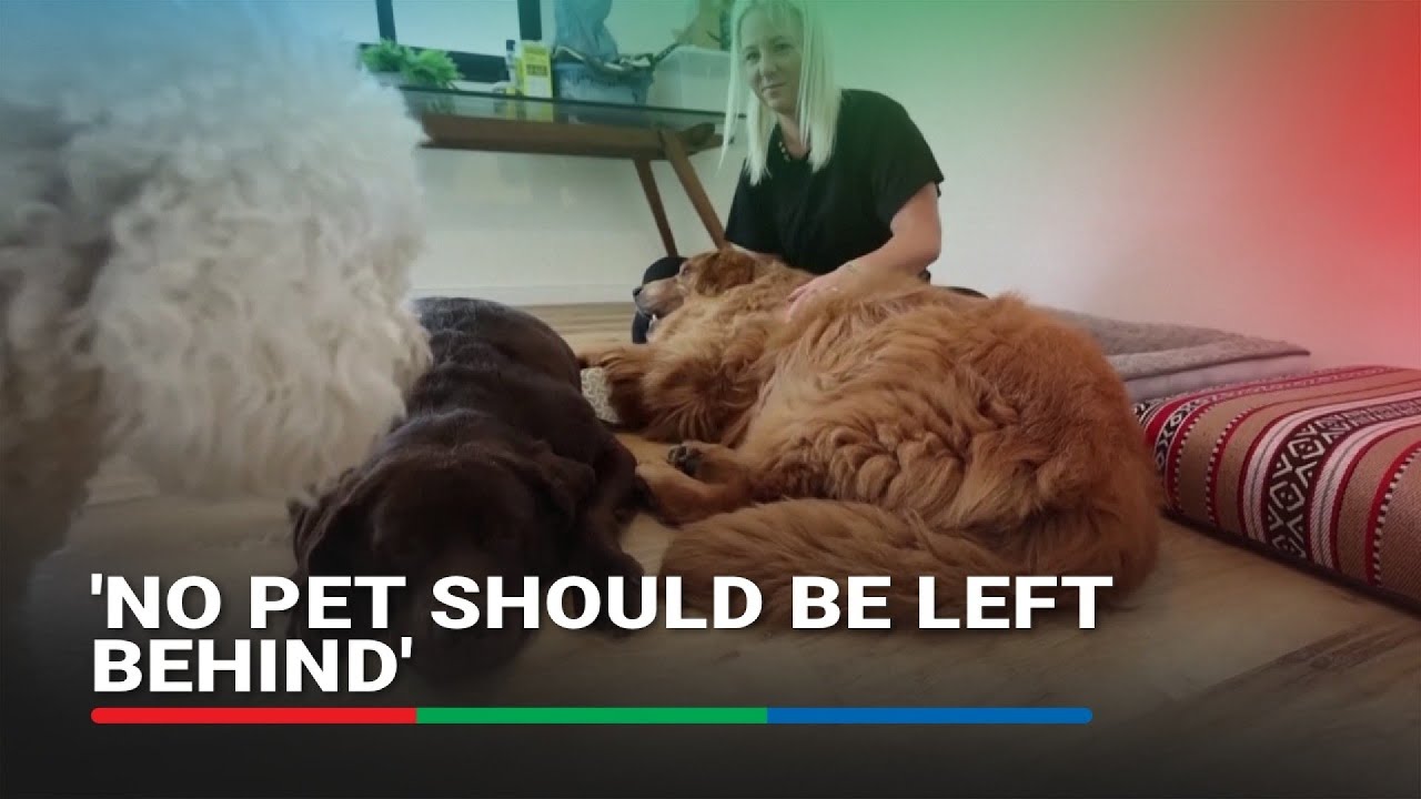 Dubai community rallies to help pets left behind by fleeing owners