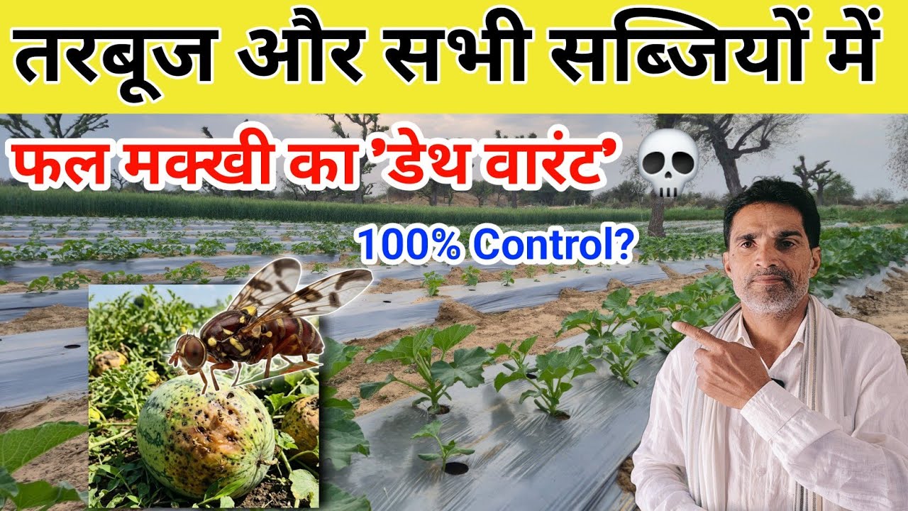 फल मक्खी का 