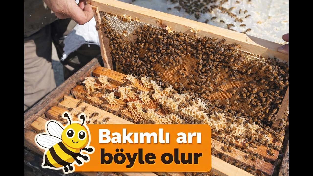 Bakımlı Arı, Bol Yavru, Bol Bal !!!!!!!