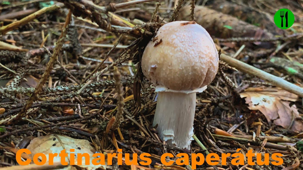 Cortinarius caperátus, pšenična koprenka, ciganček Mushroom, Cogumelos