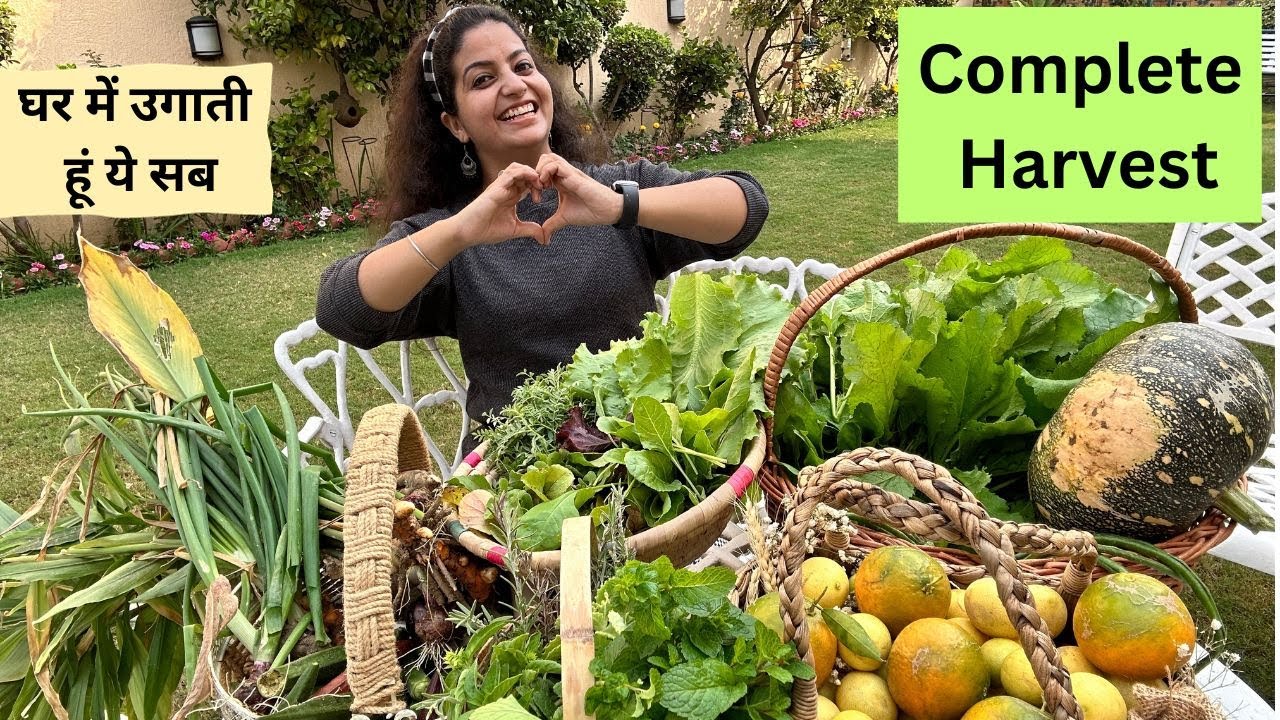 Massive harvest in India | इतनी सारी जैविक सब्जियाँ, फल और जड़ी-बूटियाँ #getmyharvest