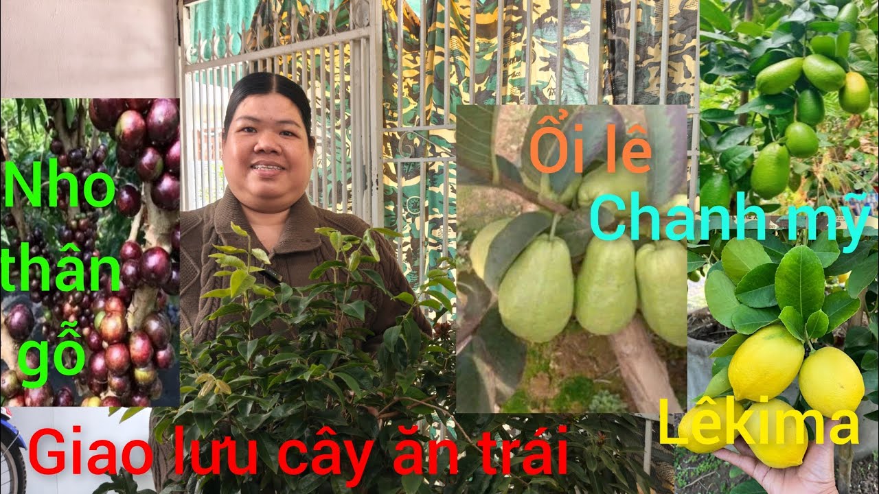 Hồng cây giống giá rẻ miền Tây giao lưu cây giống giá rẻ cam, mít, vú sữa lò rèn, quýt đường 