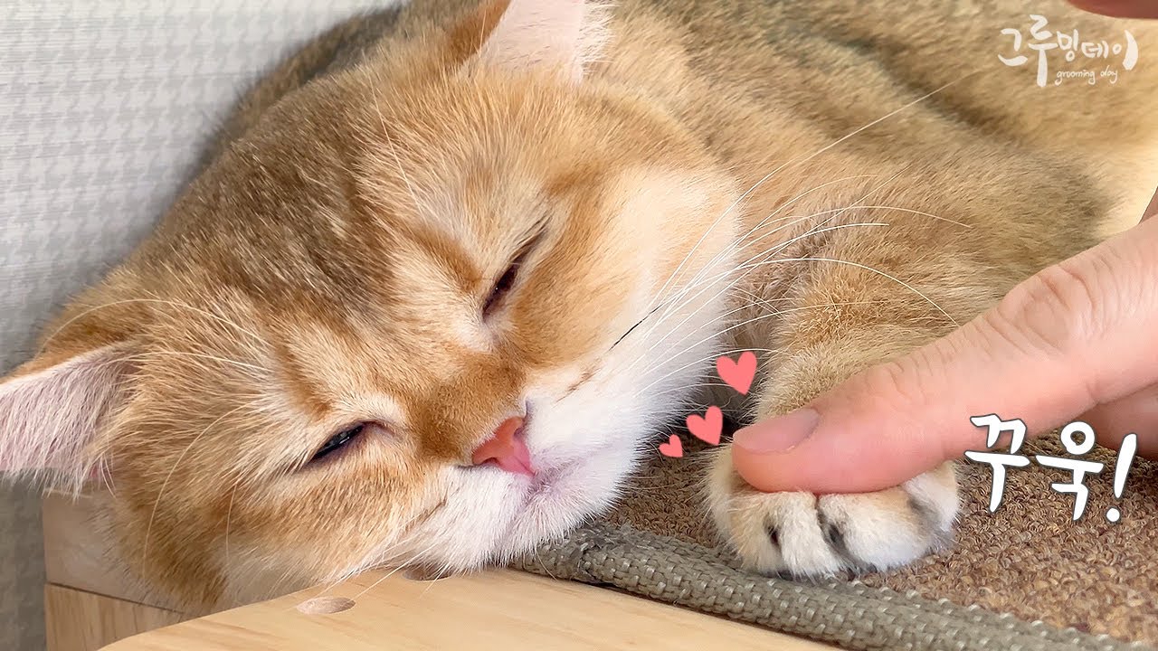 고양이 좋아하세요? 고양이 대신 만져드림 (고대만)