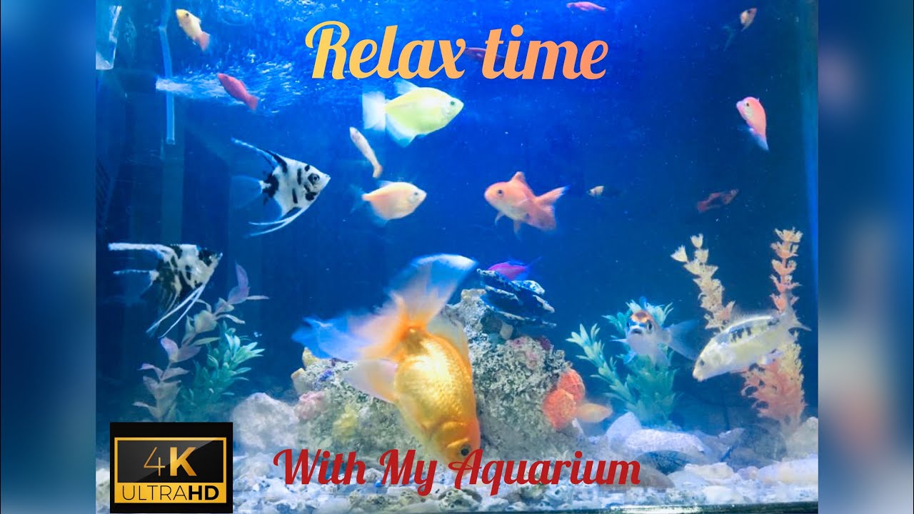 4K Video of the Most Relaxing Community Fish Tank Ever [Ultra HD]
