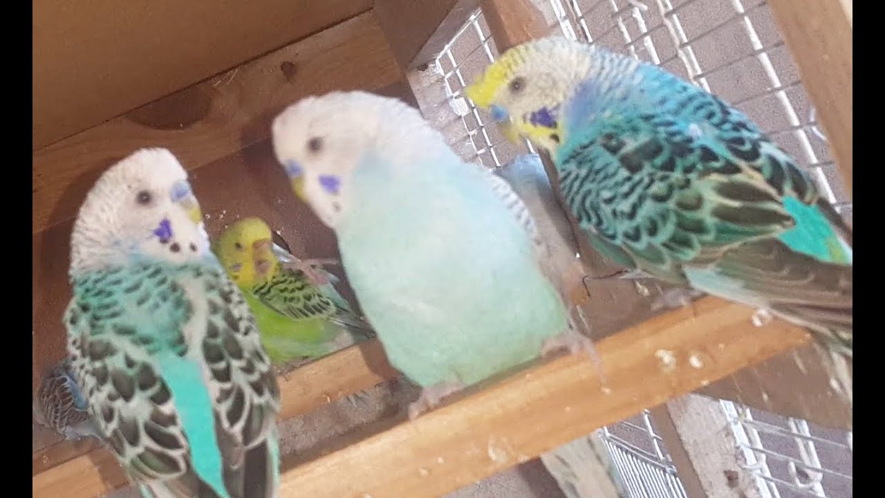 BABY BUDGIES GROWTH STAGES | First 50 Days
