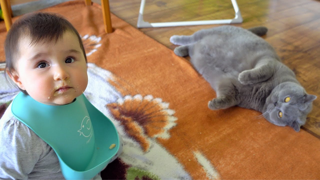 Sweetest Baby And Cat Video - Cat Is Asking For Baby Food