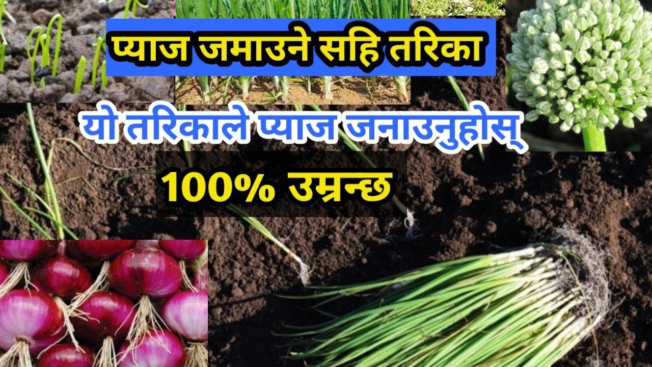 यो प्याज उमार्ने सबै भन्दा उत्तम तरिका हो यो तरिकाले 100% उम्रन्छ || प्याज खेती