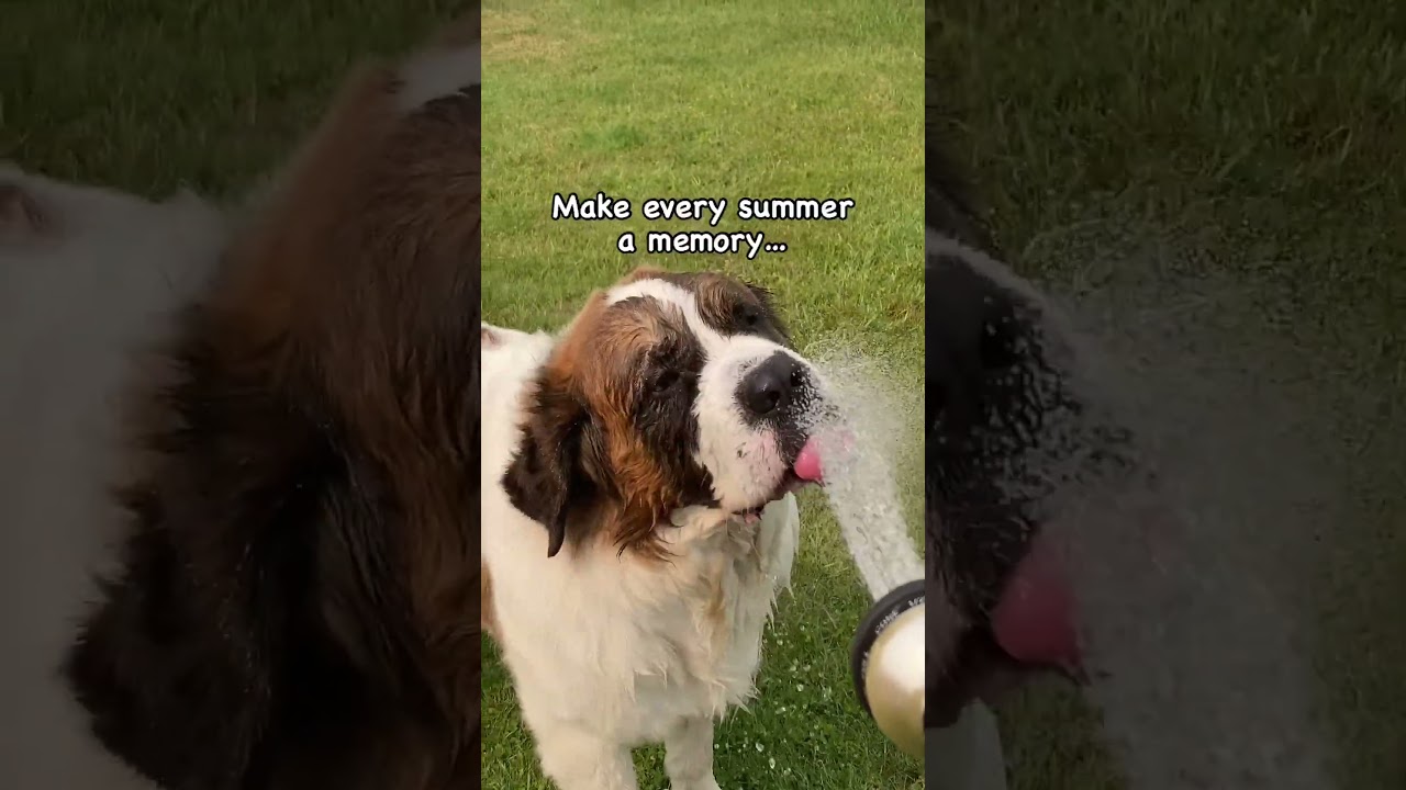 Life Is Short... Play Hard ! #dogslife #doglovers #dogsofinstagram #dogsofyoutube