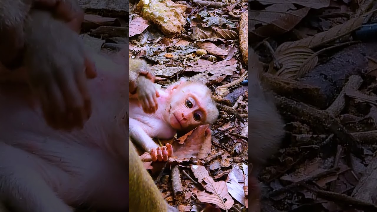 Watch the Sovana family&rsquo;s baby monkeys bring joy and smiles to everyone! 143