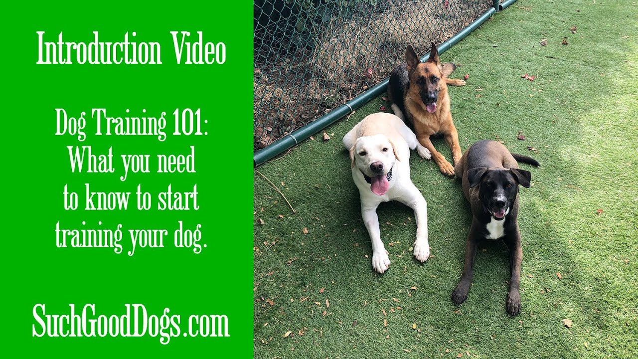 Introduction Video...Dog Training 101:  What you need to know to start training your dog.