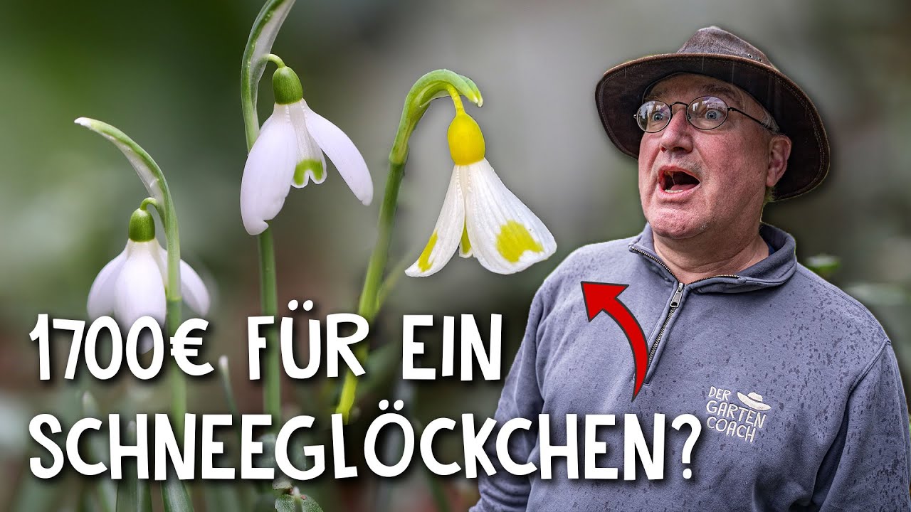 So erkennst du wertvolle Schneeglöckchen 💰 - Stehen unentdeckte Schätze in deinem Garten?