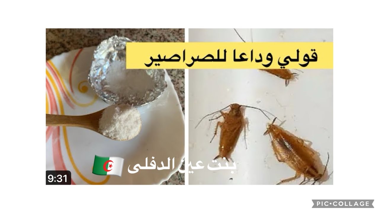 #ملعقة واحدة منو راح تتخلصي نهائياً من 🪳لقرلو /الصراصير👌راح تشوفي بعينك كيفاه يموتوا كااااامل