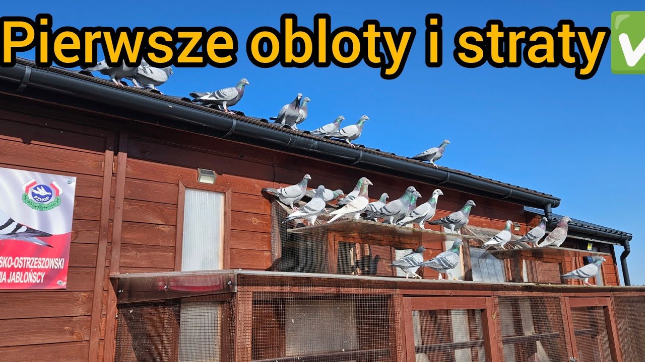 PIERWSZE OBLOTY I PIERWSZE STRATY✅️ KILKA WSKAZÓWEK JAK RADZIĆ SOBIE Z JASTRZĘBIAMI🔥✅️ 