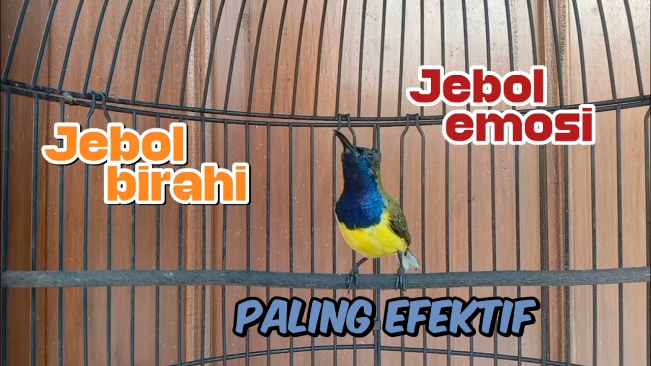 PANCINGAN SOGON PENJEBOL BIRAHI DAN EMOSI PALING EFEKTIF ‼️#sogon #sogongacorngobra #sogonbahan
