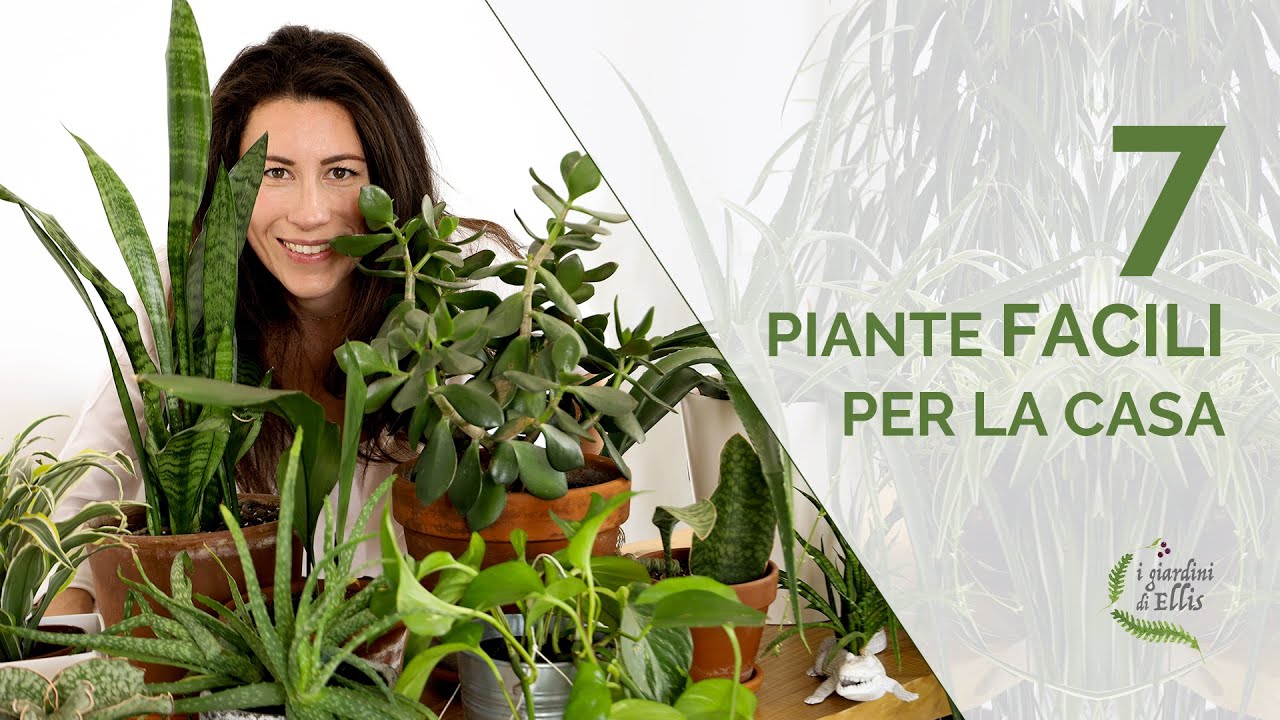 7 piante facili per la casa - Lista per pollici neri