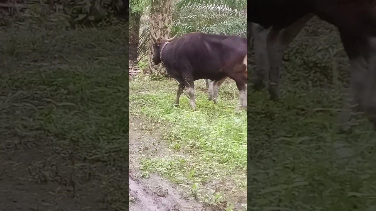 #sapi sedang birahi#