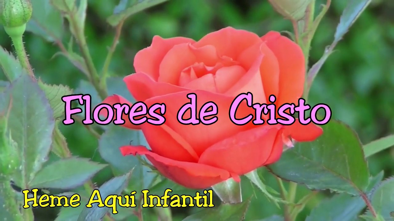 Flores de Cristo | Heme Aquí Infantil