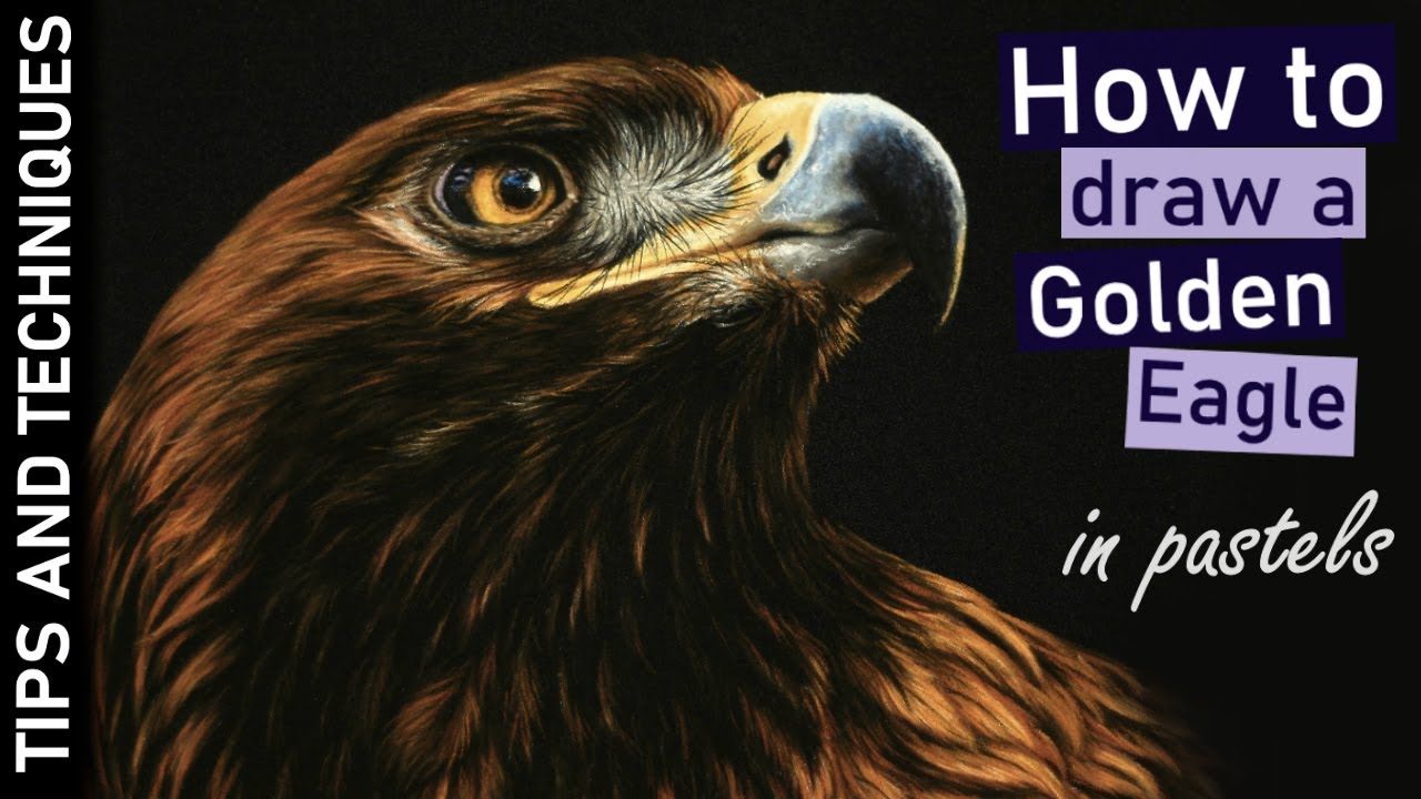 How to draw Golden Eagle in pastels | Canson Mi-Teintes Velvet black paper