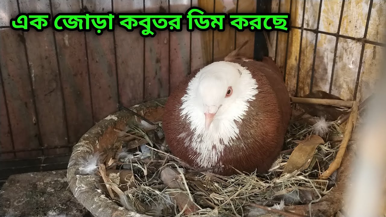 এক জোড়া কবুতর ডিম করছে
