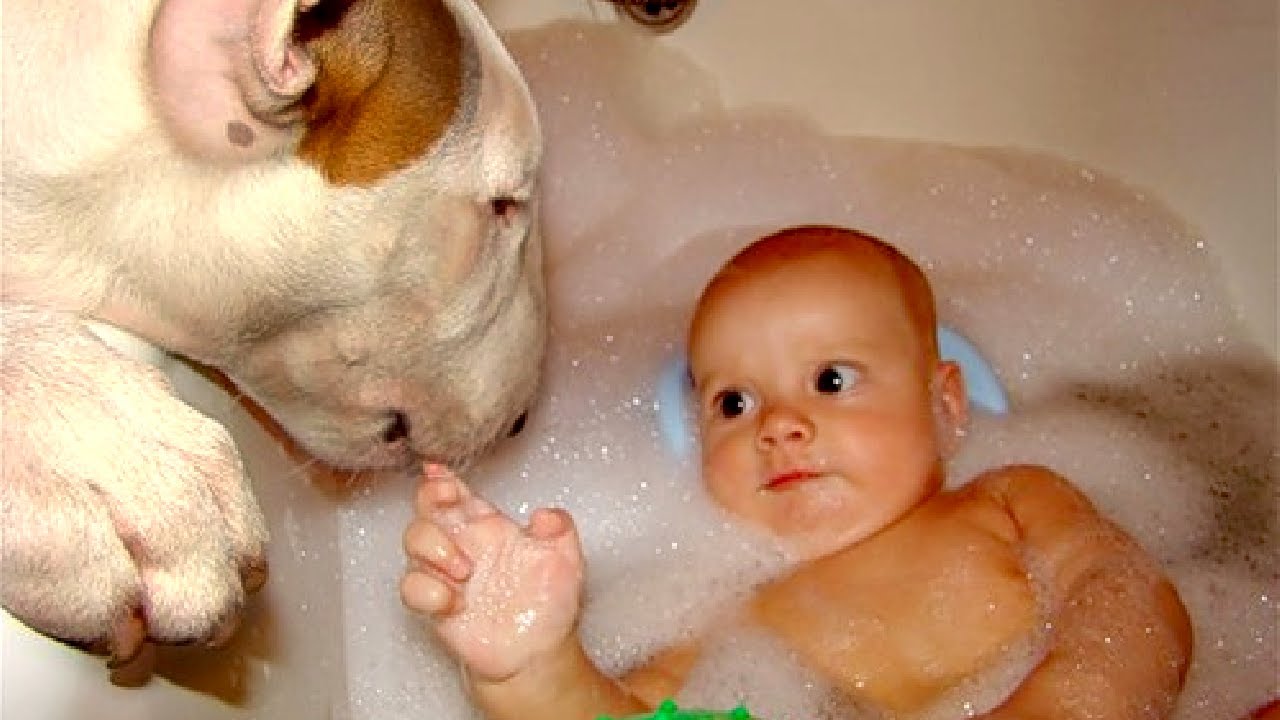 Bull Terrier and Baby Compilation