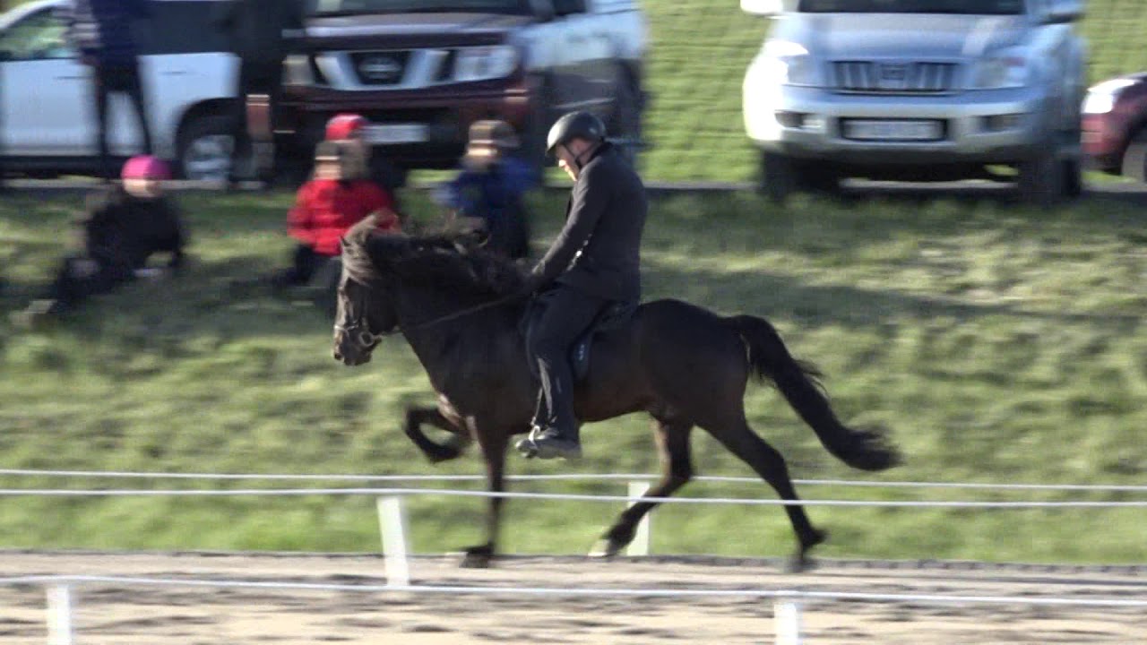 IS2012188158 Apollo frá Haukholtum