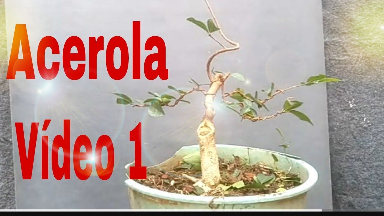 Acerola ( 1 vídeo ) Poda e Arame.#comofazerbonsai #bonsai 