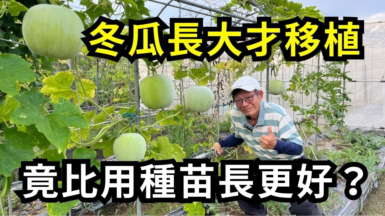 冬瓜長很大才移植會結果嗎?竟然比種苗種的長得更好?盆栽移植冬瓜剪枝和施肥心得分享| 阿星種植