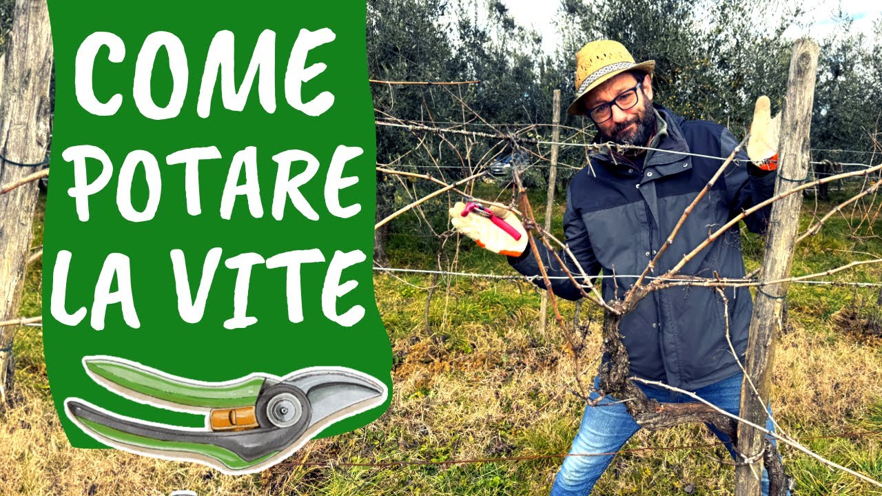 POTATURA della VITE: 5 errori da evitare