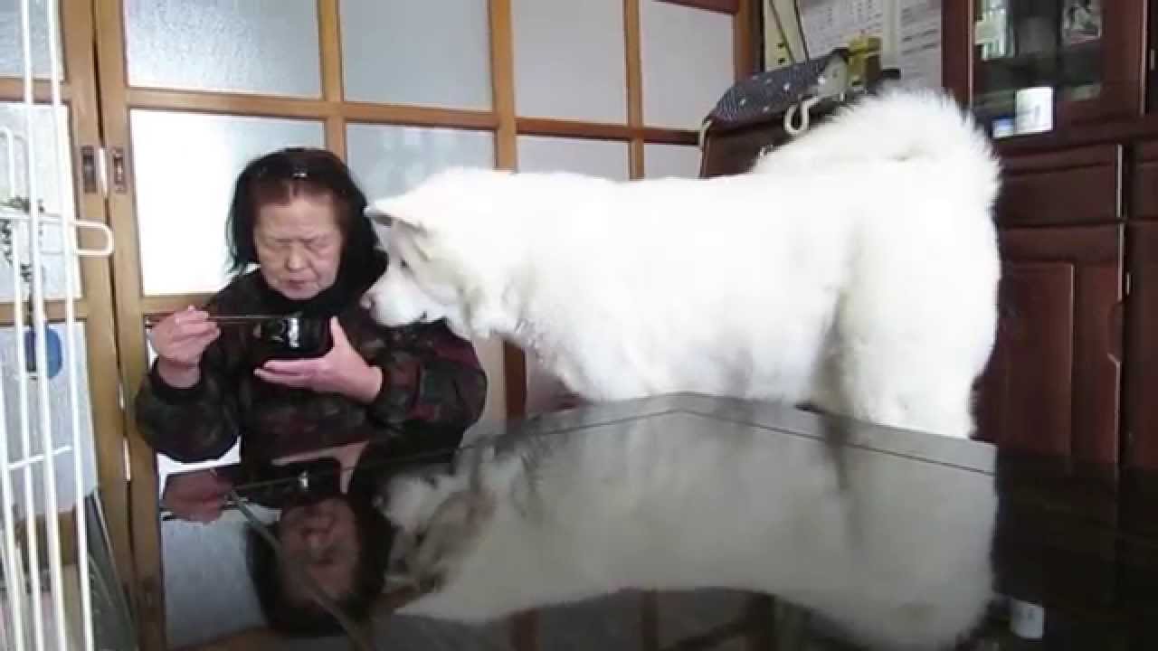 【秋田犬げんき】無言の圧力でおねだりをする【akita dog】