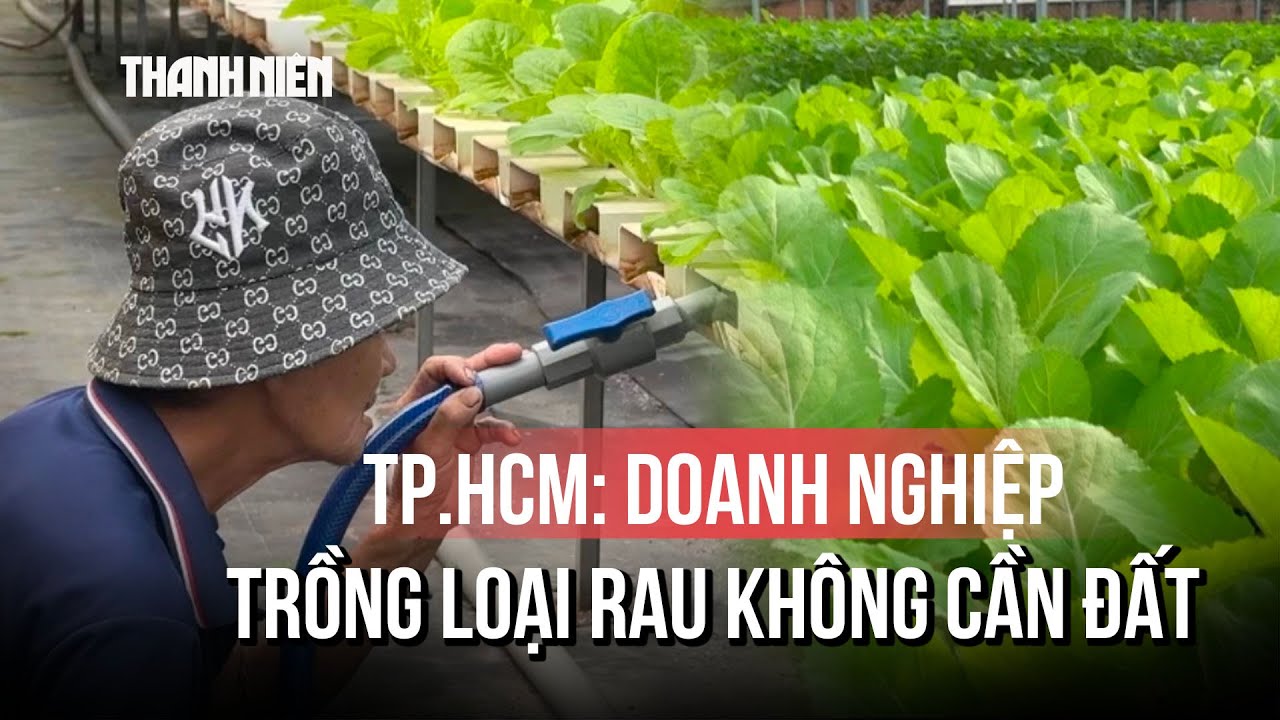 TP.HCM: đất trồng hạn hẹp, rau thủy canh 