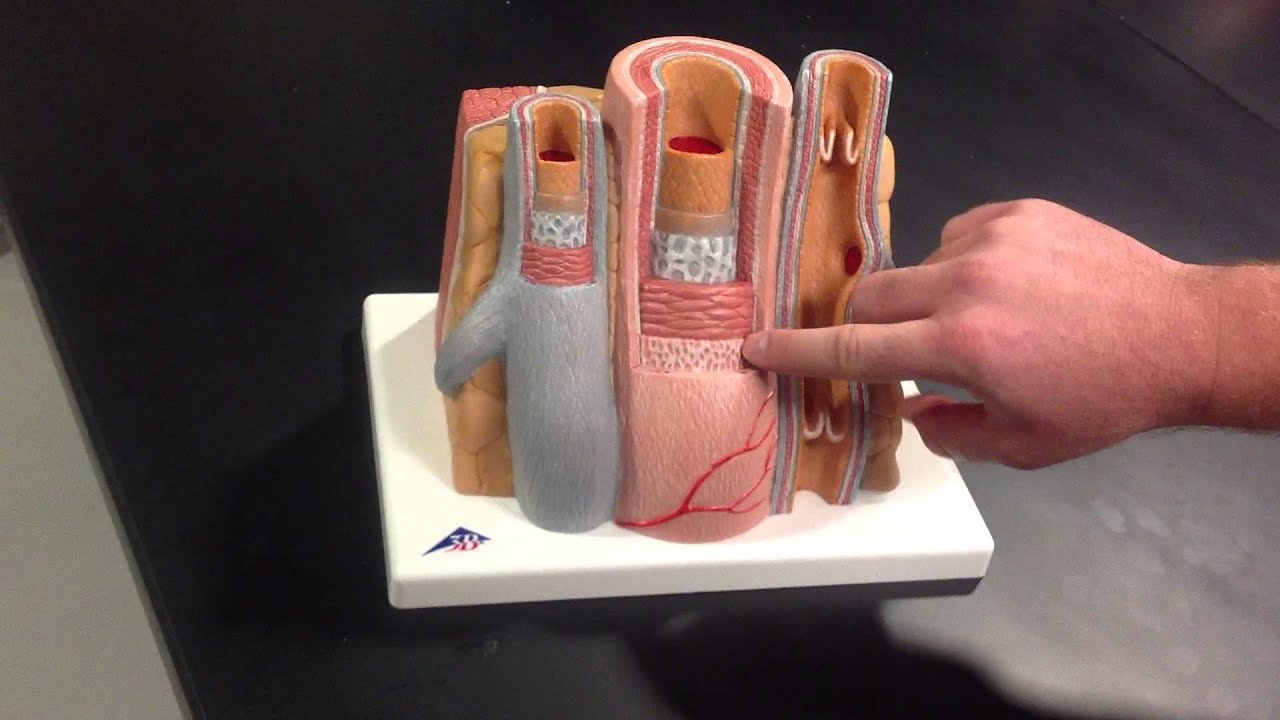 Artery & Vein Layering Model