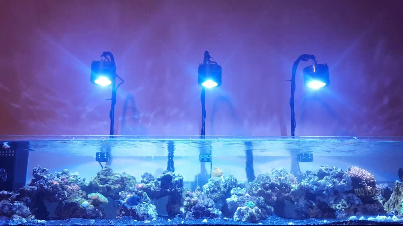 Reef life #6